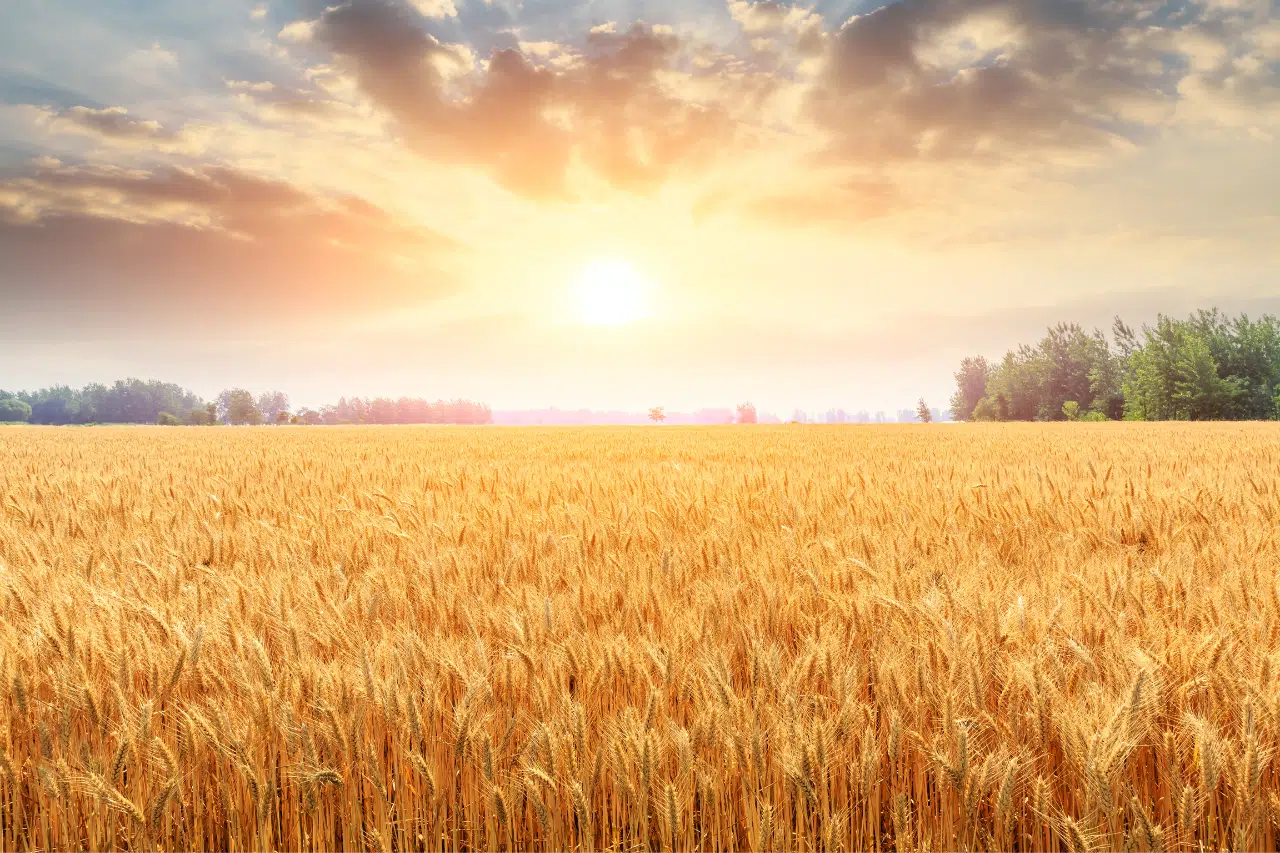 Harvest Fields